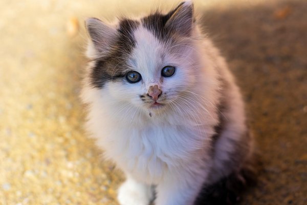 Wie oft sollte ich meine Katze zum Tierarzt bringen und welche Impfungen sind notwendig?